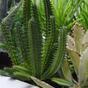 Umělý kaktus Euphorbia 20 cm