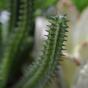 Umělý kaktus Euphorbia 20 cm