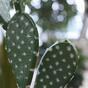 Umělý kaktus Opuncie 65 cm