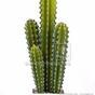 Umělý kaktus San Pedro 55 cm