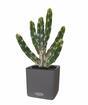 Umělý kaktus Tetragonus 35 cm