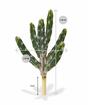 Umělý kaktus Tetragonus 35 cm
