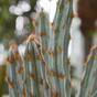 Umělý kaktus Tetragonus Hnědý 35 cm