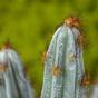Umělý kaktus Tetragonus Hnědý 35 cm