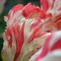 Umělý květ Tulipán červeno-bílý 70 cm