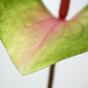 Umělý list Anthurium růžovo-zelený 50 cm