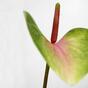 Umělý list Anthurium růžovo-zelený 50 cm