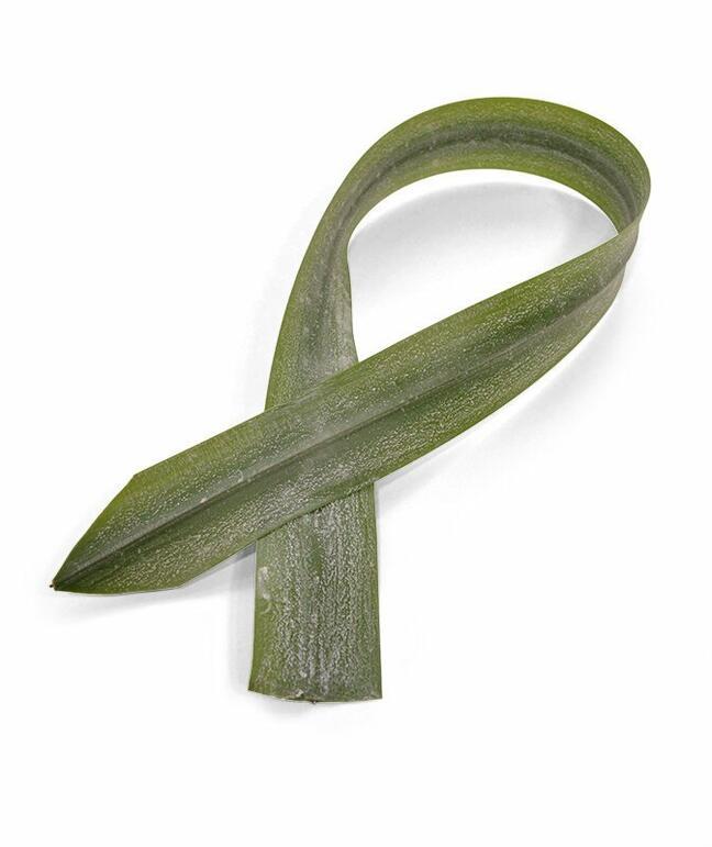 Umělý list Aspidistra 75 cm