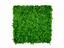 Umělý listnatý panel Ficus microcarpa - 50x50 cm