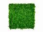 Umělý listnatý panel Ficus microcarpa - 50x50 cm