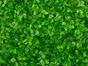 Umělý listnatý panel Ficus microcarpa - 50x50 cm