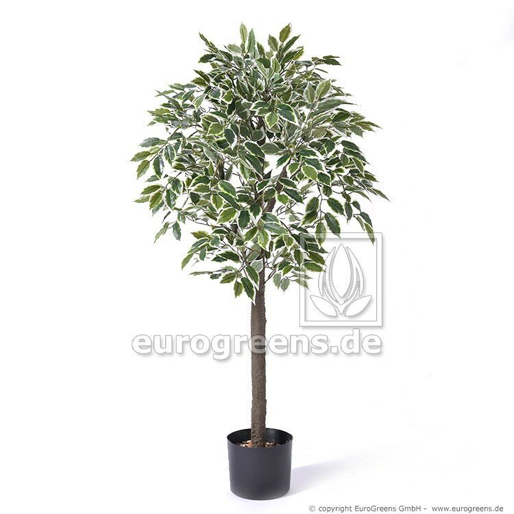 Umělý strom Jade Ficus - zeleno krémový 90 cm