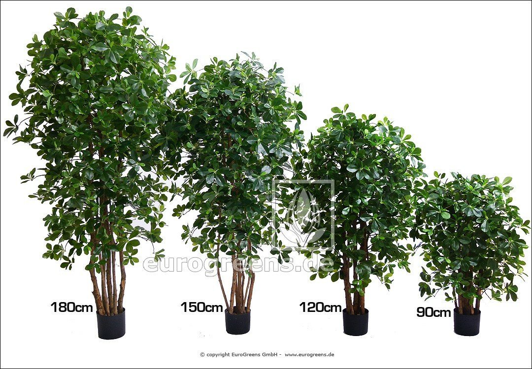 Umělý orientální Fikus 150 - 160 cm