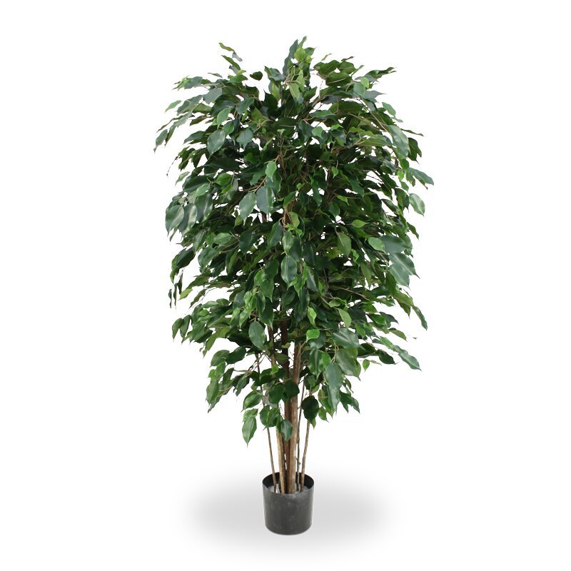 Umělý Ficus Exotica 150 cm