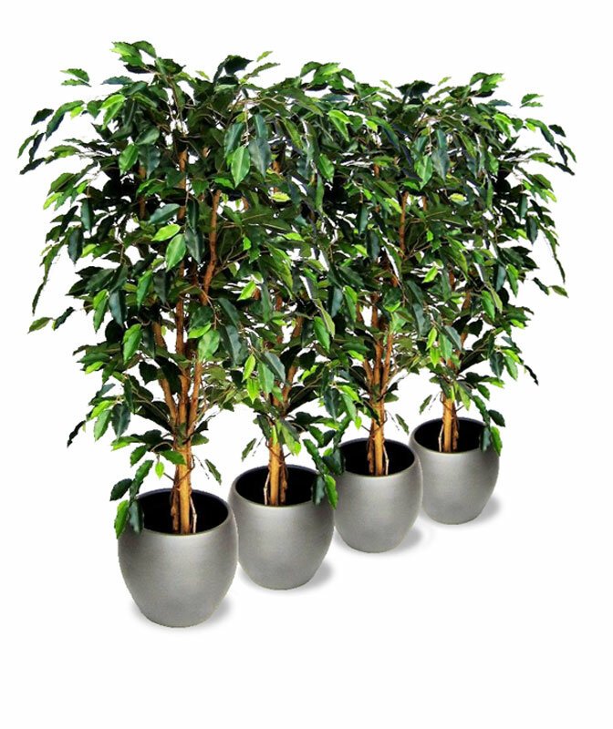 Umělý storm Fíkovník drobnolistý 150 cm (Set 4 ks)
