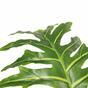 Umělý strom Philodendron 140 cm