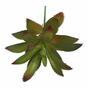 Umělý sukulent Aeonium arboreum 14 cm