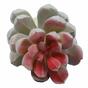 Umělý sukulent Echeveria 15 cm