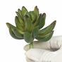 Umělý sukulent Echeveria zelená 10 cm