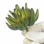 Umělý sukulent Echeveria zelená 10 cm