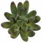 Umělý sukulent Echeveria zelená 10 cm