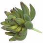 Umělý sukulent Echeveria zelená 10 cm