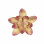 Umělý sukulent lotos Crassula Capitella 10 cm