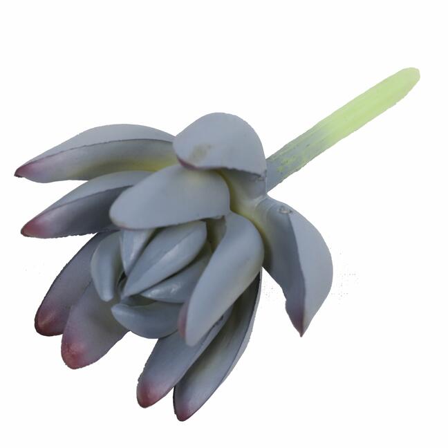 Umělý sukulent lotos Eševéria Color 10 cm