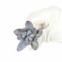 Umělý sukulent lotos Eševéria Color 10 cm