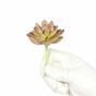 Umělý sukulent lotos Graptopetalum 9,5 cm