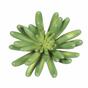 Umělý sukulent lotos Pachyveria 11 cm