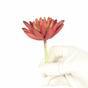 Umělý sukulent lotus Eševéria bordový 10,5 cm