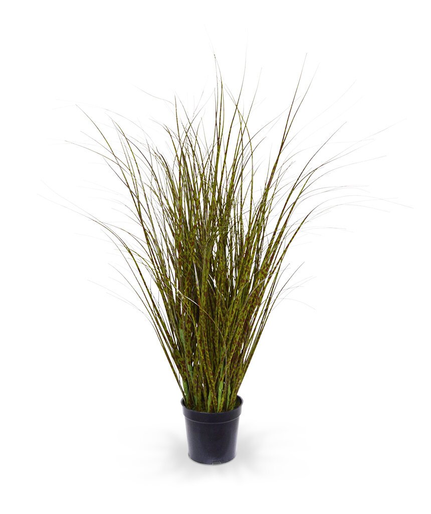 Zeleno hnědá zebrovitá tráva 60 cm