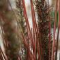 Umělý zapichovací svazek trávy Dochan burgundy 75 cm