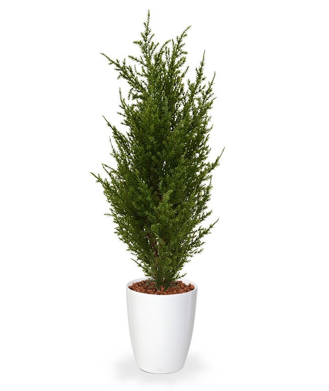 Umělý Cyprus 50 cm